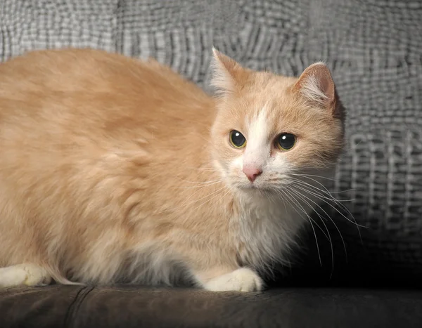 Kociak płowy — Zdjęcie stockowe