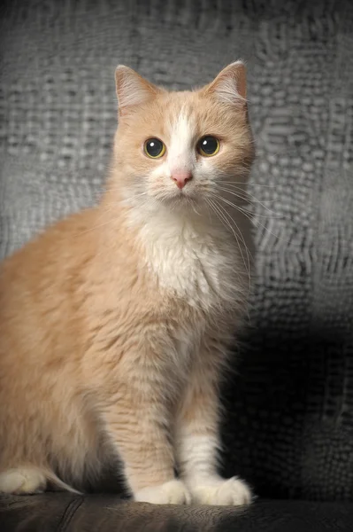 Откровенная кошка — стоковое фото