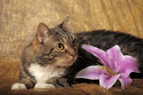Tabby cat with white breast and lilac lily — Stok fotoğraf