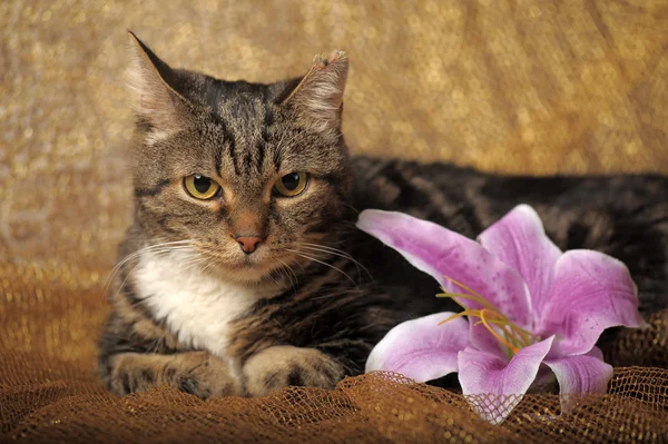 Tabby cat with white breast and lilac lily — Stock Photo, Image