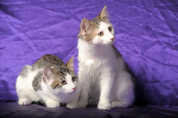 Two gray and white kitten — Stock Photo, Image