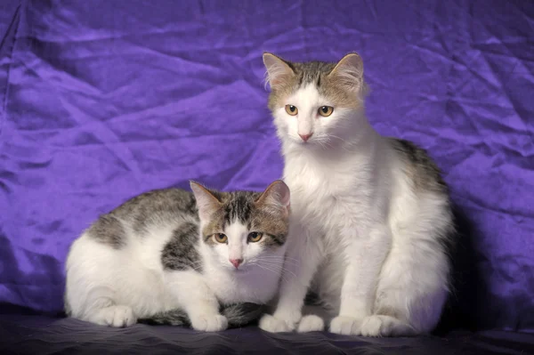 Two gray and white kitten — Stockfoto