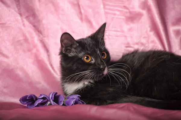 Černá kočka s bílými prsíčky na růžovém pozadí — Stock fotografie