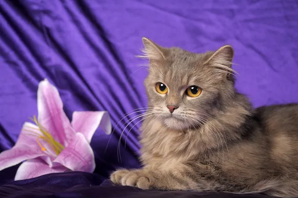 stock image Beautiful fluffy gray cat and flower