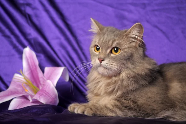 Bella soffice gatto grigio e fiore — Foto Stock