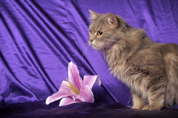 Красивый пушистый серый кот и цветок — стоковое фото
