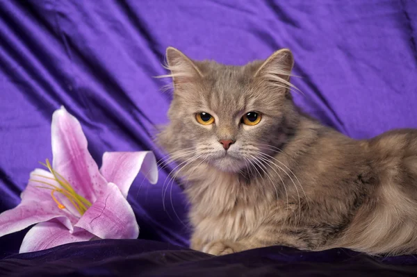 Krásný nadýchaný šedá kočka a květina — Stock fotografie