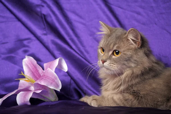 Schöne flauschige graue Katze und Blume — Stockfoto