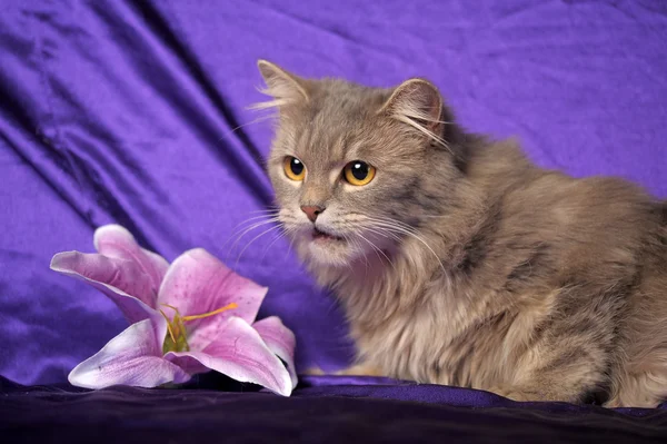 Beautiful fluffy gray cat and flower — Stok fotoğraf