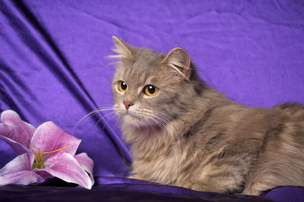 Όμορφη χνουδωτή γκρίζα γάτα και λουλούδι — Φωτογραφία Αρχείου