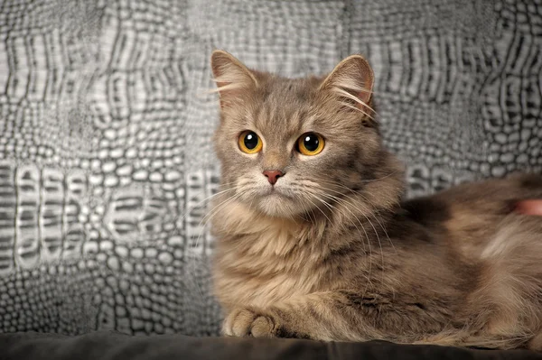 Beautiful fluffy gray cat — Stockfoto