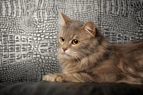 美丽蓬松灰猫 — 图库照片