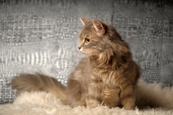 Красивая пушистая серая кошка — стоковое фото