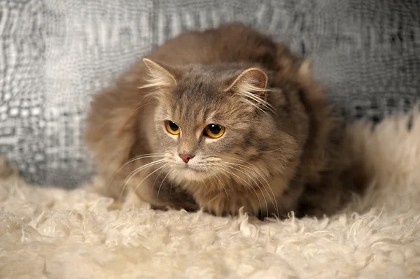 Schöne flauschige graue Katze — Stockfoto
