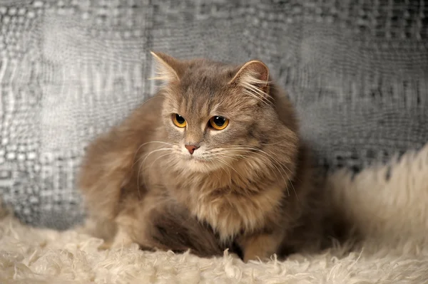 Красива пухнаста сіра кішка — стокове фото