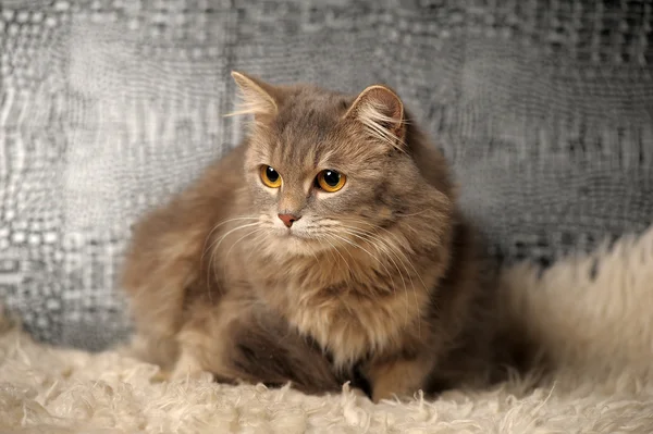 美しいフワフワの灰色の猫 — ストック写真