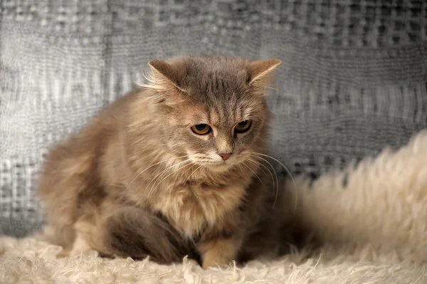 Beautiful fluffy gray cat — Stok fotoğraf