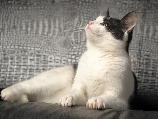 stock image Black and white cat