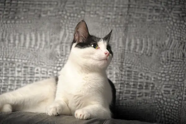 stock image Black and white cat