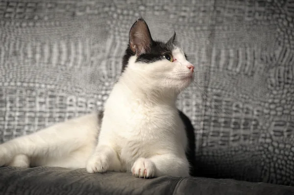 Stock image Black and white cat