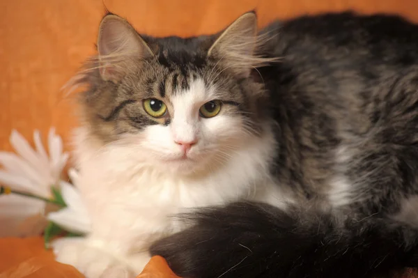 Сибірський кіт — стокове фото