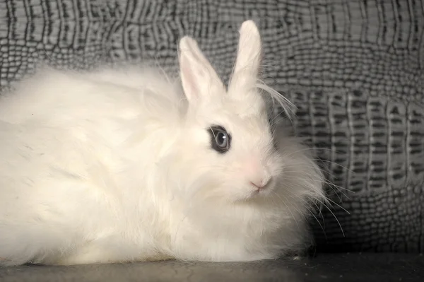 Coniglio bianco — Foto Stock