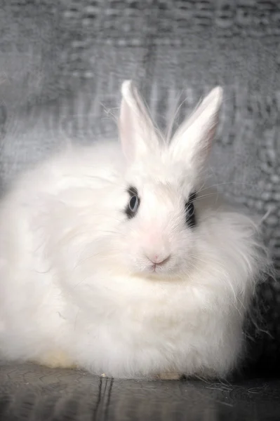 Conejo blanco —  Fotos de Stock