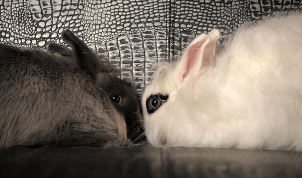 Pair of rabbits — Stok fotoğraf