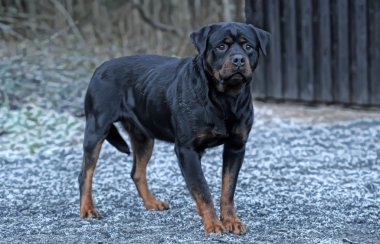 Rottweiler clipart