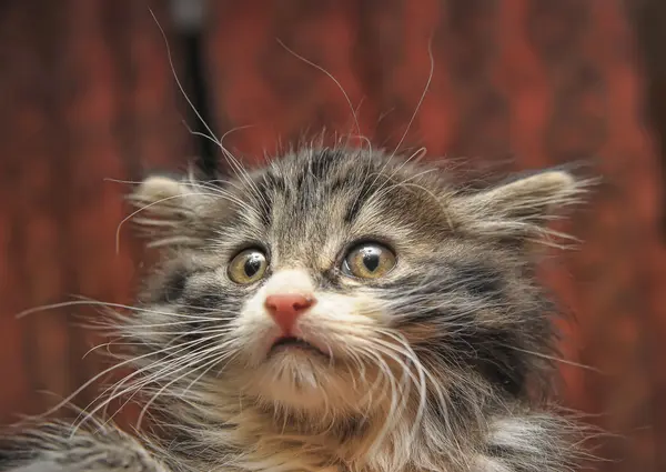 stock image Siberian kitten