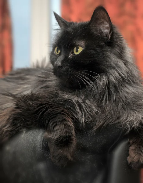 सुंदर काले बिल्ली — स्टॉक फ़ोटो, इमेज