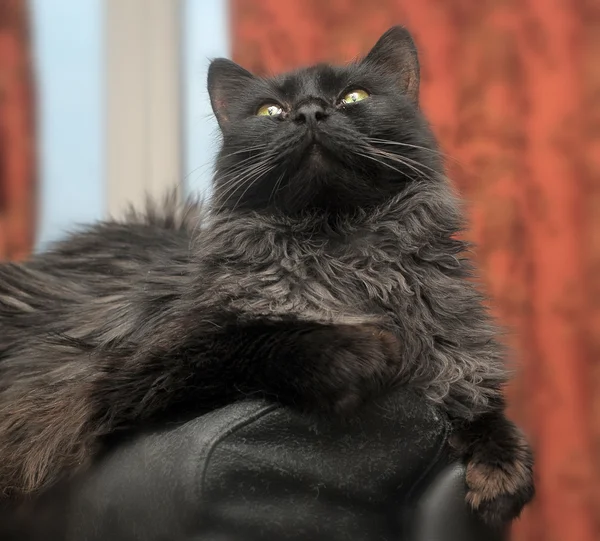 Güzel siyah kedi. — Stok fotoğraf