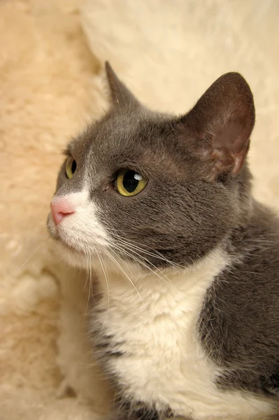Cinza e branco gato shorthair — Fotografia de Stock