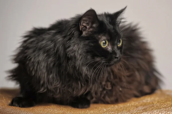 Mooie zwarte kat — Stockfoto