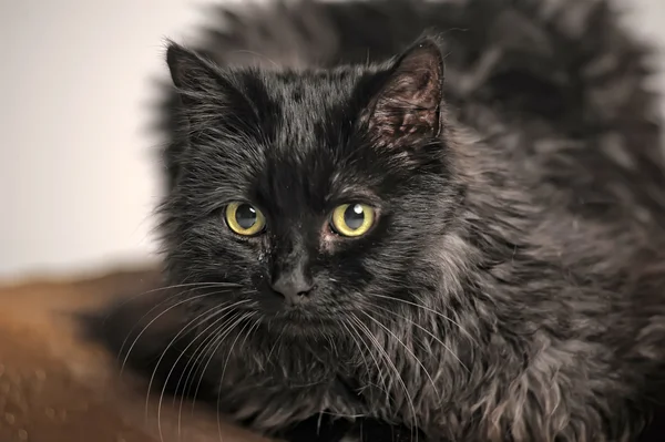 Beautiful black cat — Stock Photo, Image