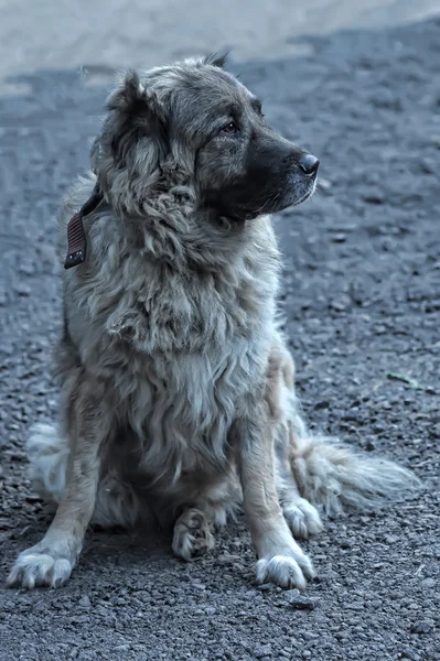 stock image Caucasian Shepherd