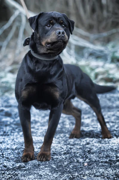 Rottweiler — Foto de Stock