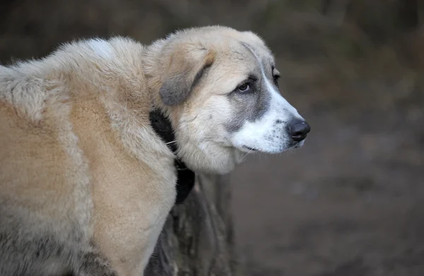 Anadolu çoban köpeği — Stok fotoğraf