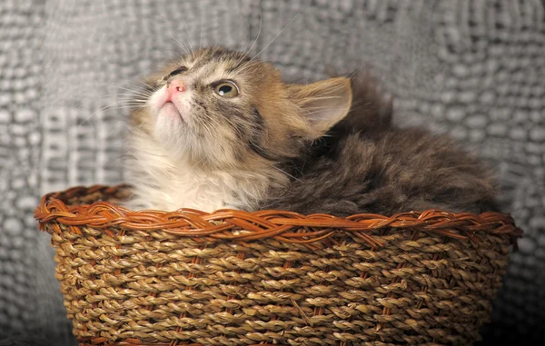 Koťátko v košíku — Stock fotografie