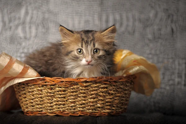 Koťátko v košíku — Stock fotografie