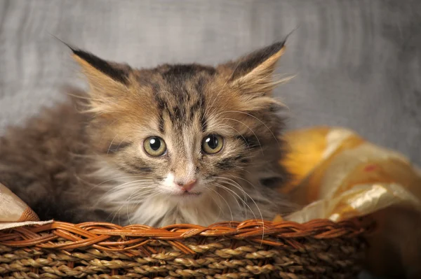 바구니에 담긴 새끼 고양이 — 스톡 사진