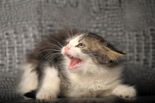 Tıslayan kedi surat — Stok fotoğraf