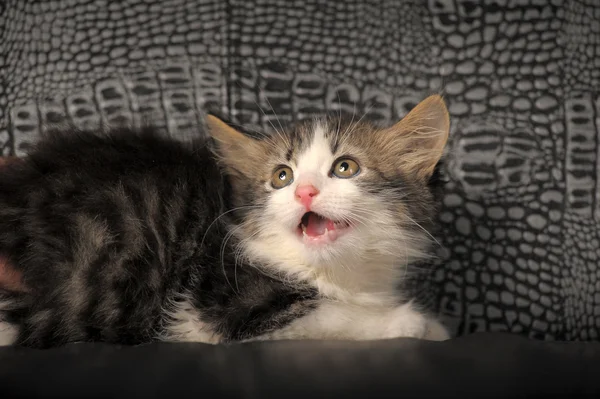 Tıslayan kedi surat — Stok fotoğraf