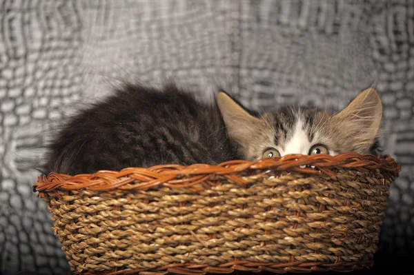 바구니에 담긴 새끼 고양이 — 스톡 사진