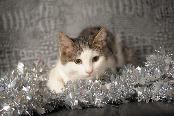 Liggande jul kattunge — Stockfoto