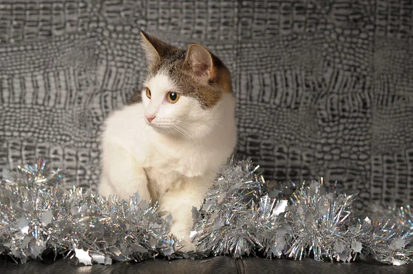 Lying christmas kitten — Zdjęcie stockowe