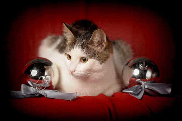 Bolas de gato e Natal — Fotografia de Stock