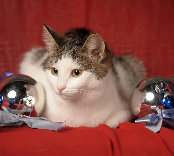 猫とクリスマス ボール — ストック写真