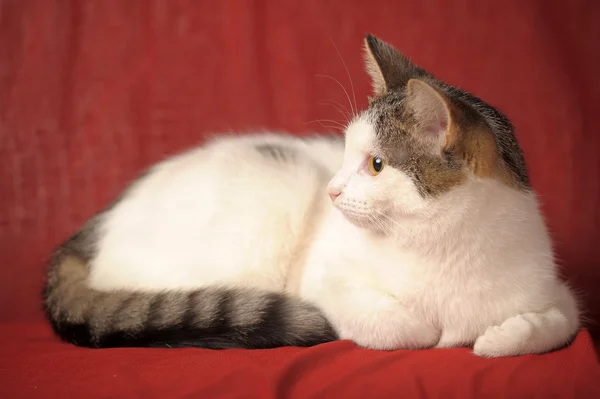 Weiße und graue Katze auf rotem Hintergrund — Stockfoto