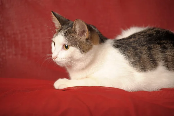 White and gray cat on a red background — Stock Photo, Image